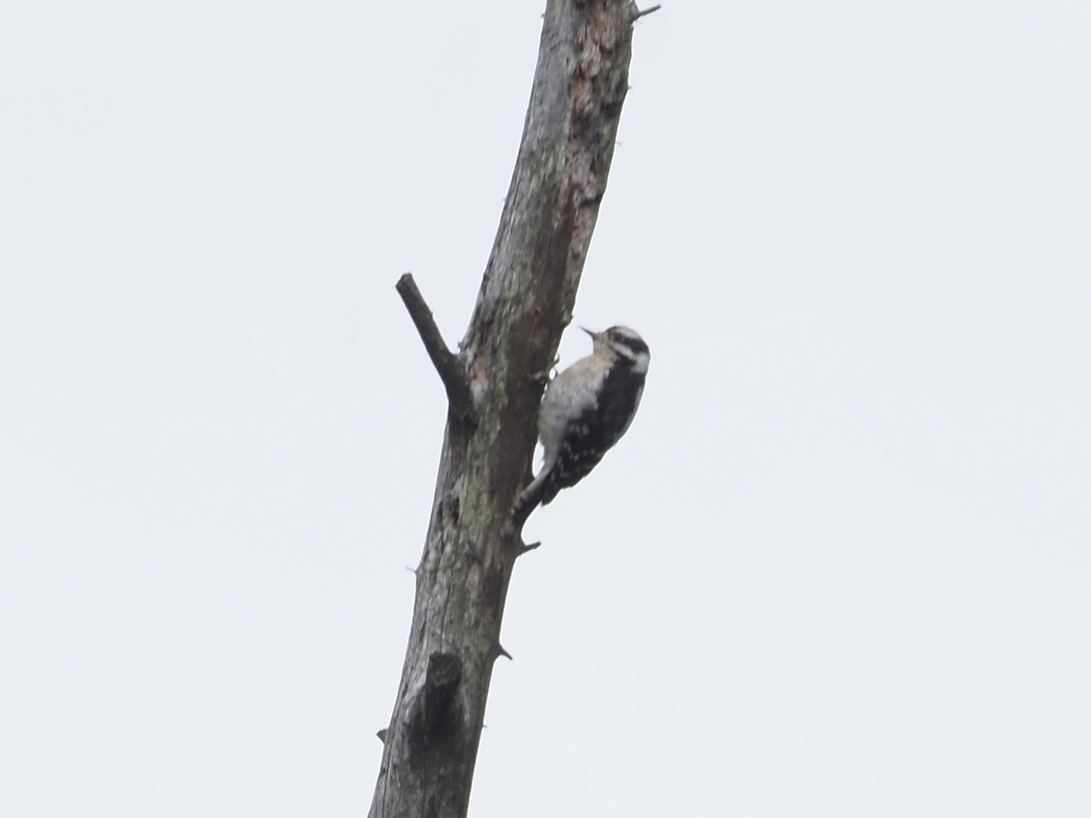 Downy Woodpecker - ML641022883