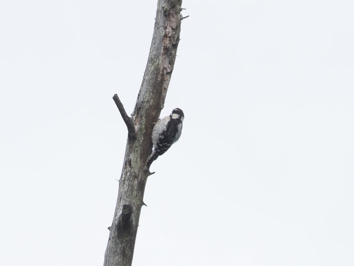 Downy Woodpecker - ML641022884