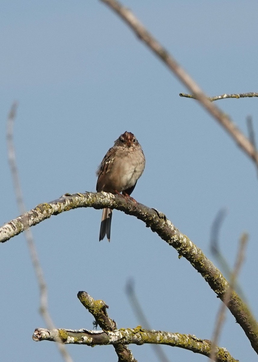 Paseriformea sp. - ML641022906