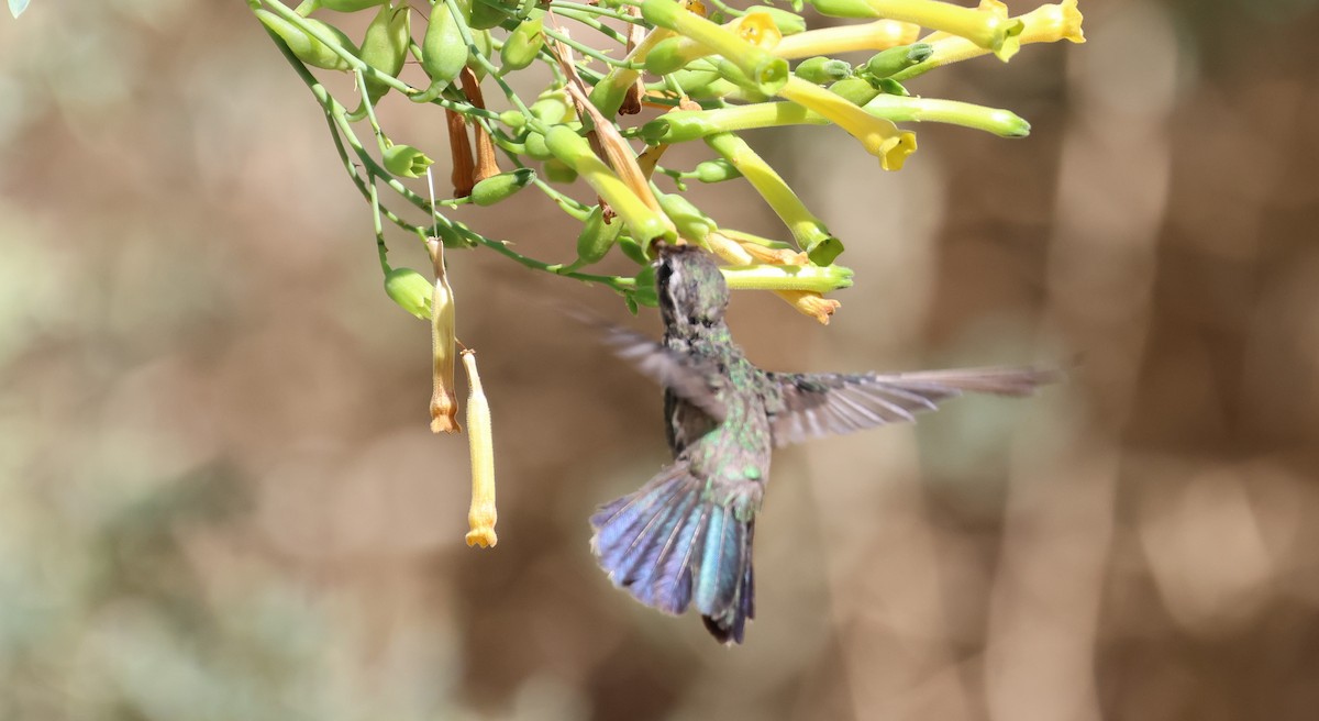 Colibri circé - ML641022932