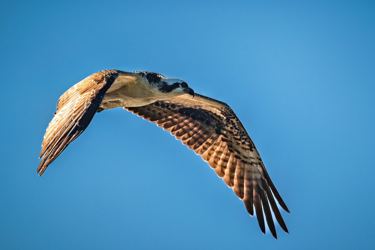 Balbuzard pêcheur - ML641022939