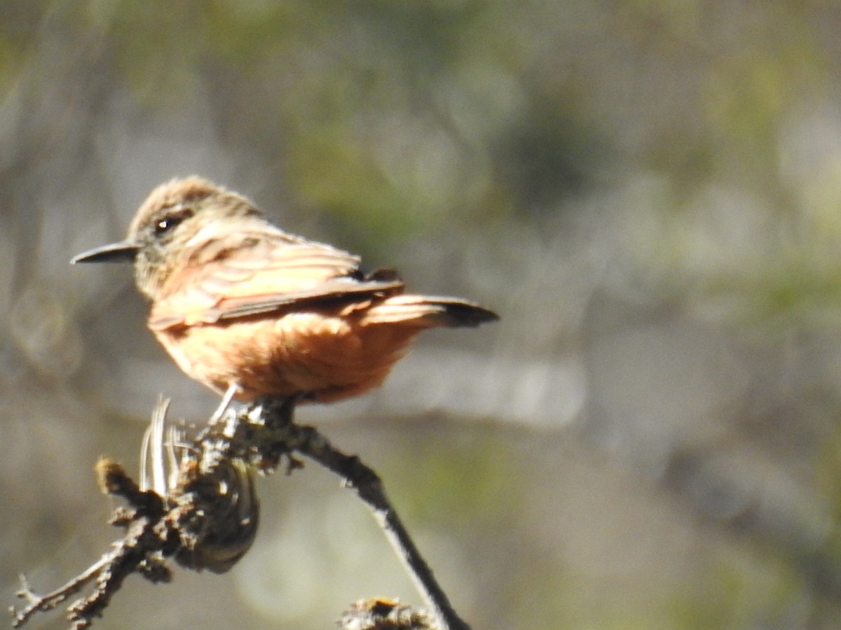 Cliff Flycatcher - ML641022956