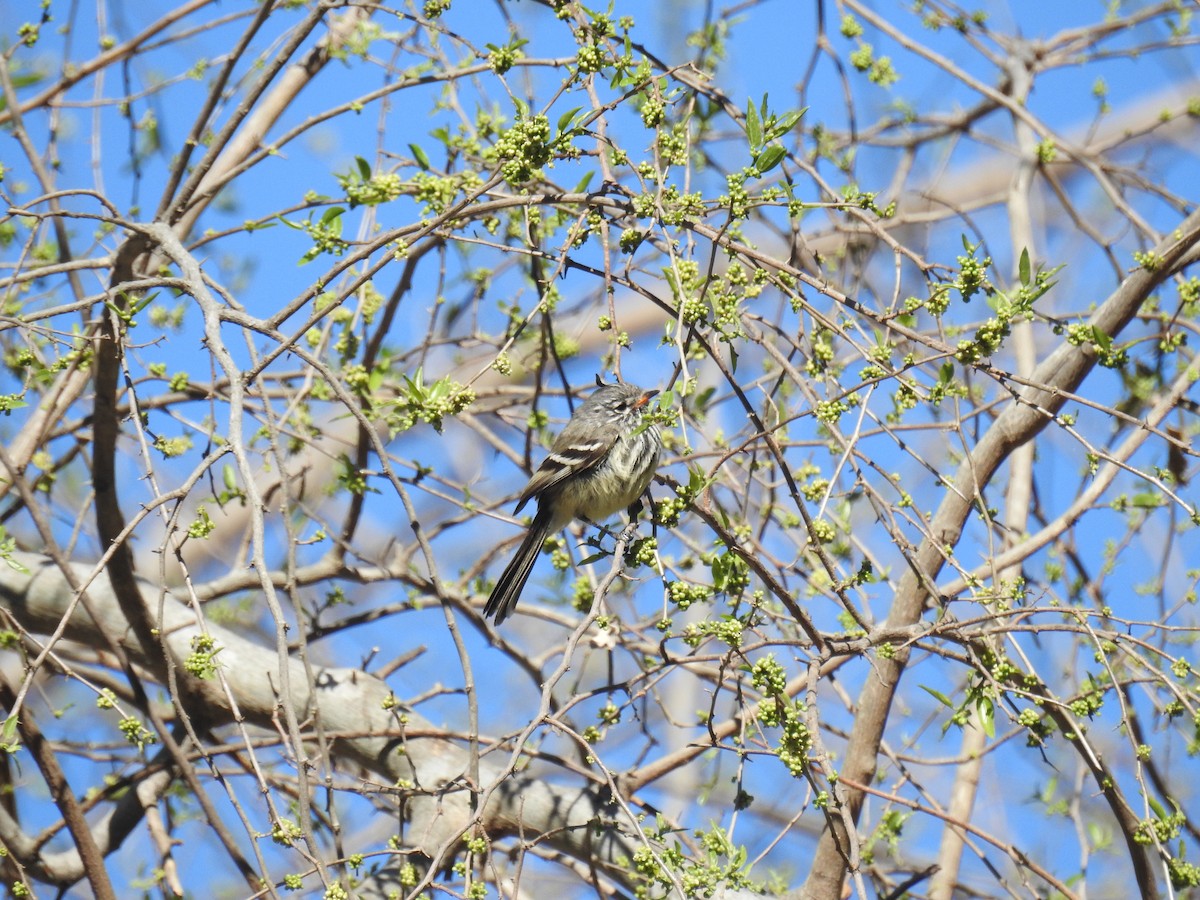 Yellow-billed Tit-Tyrant - ML641022973
