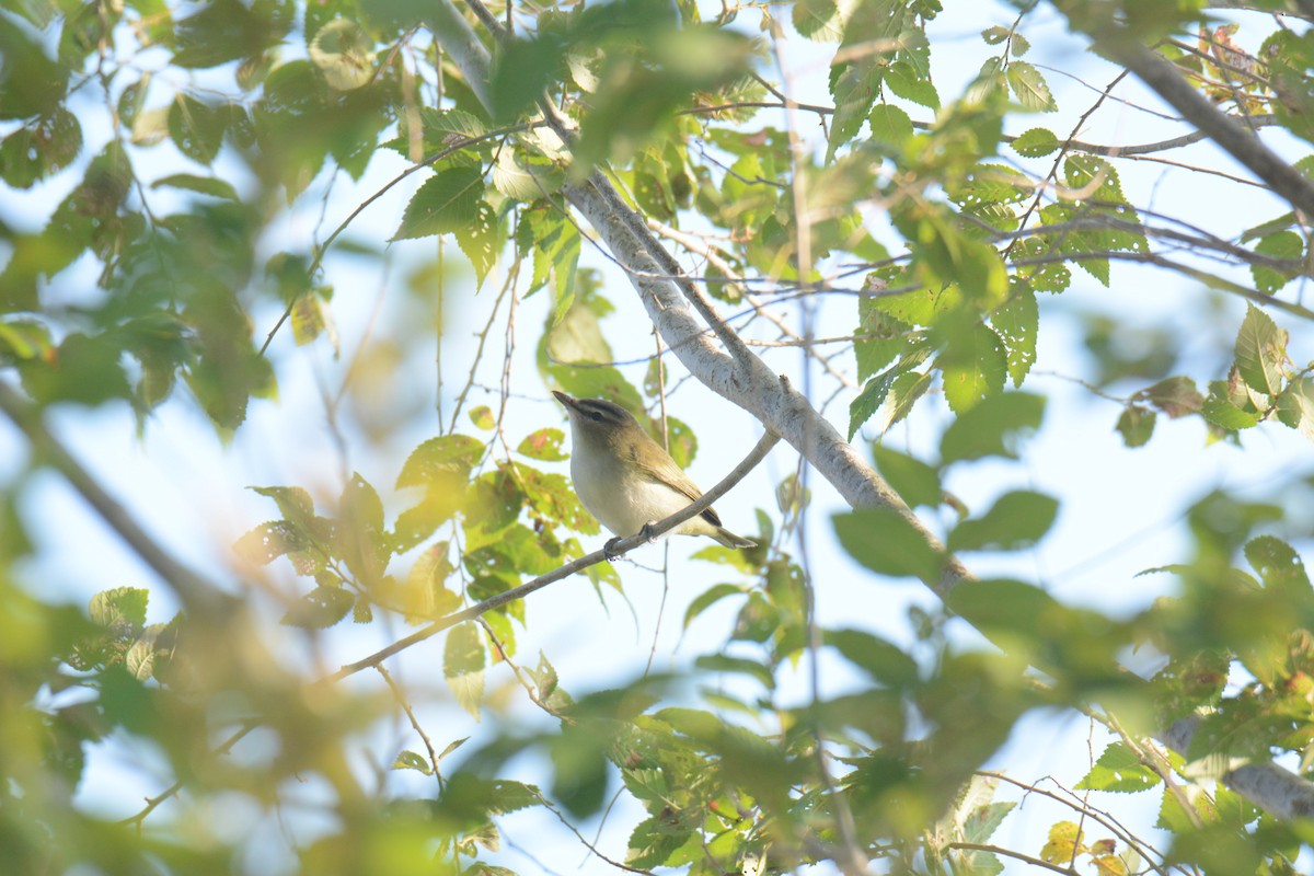 Red-eyed Vireo - ML641022986