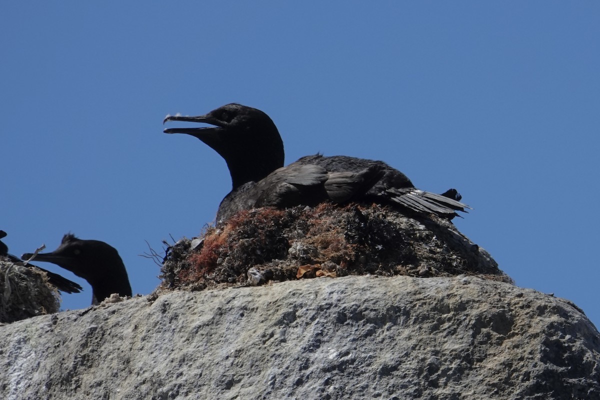 Cormoran des bancs - ML641023012