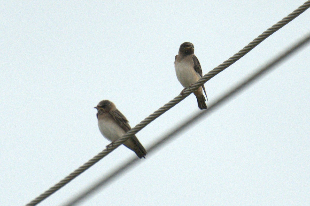 Cliff Swallow - ML641023028