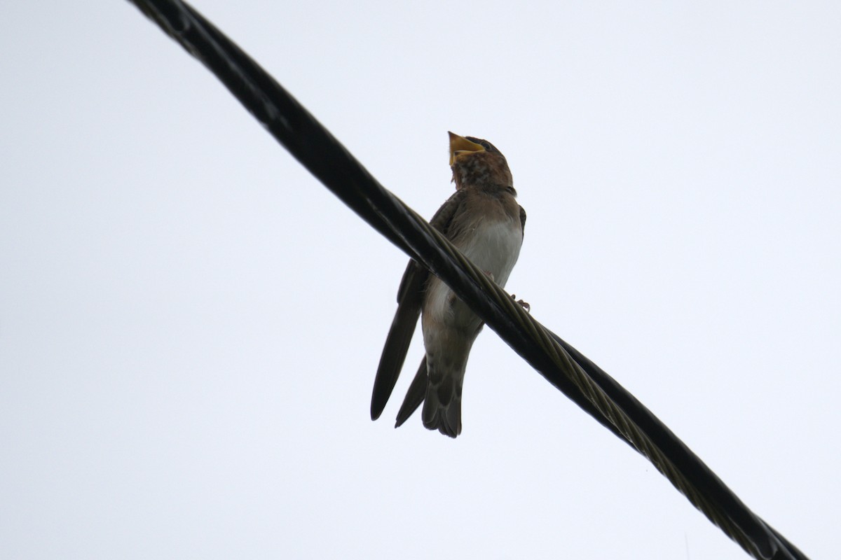 Cliff Swallow - ML641023029