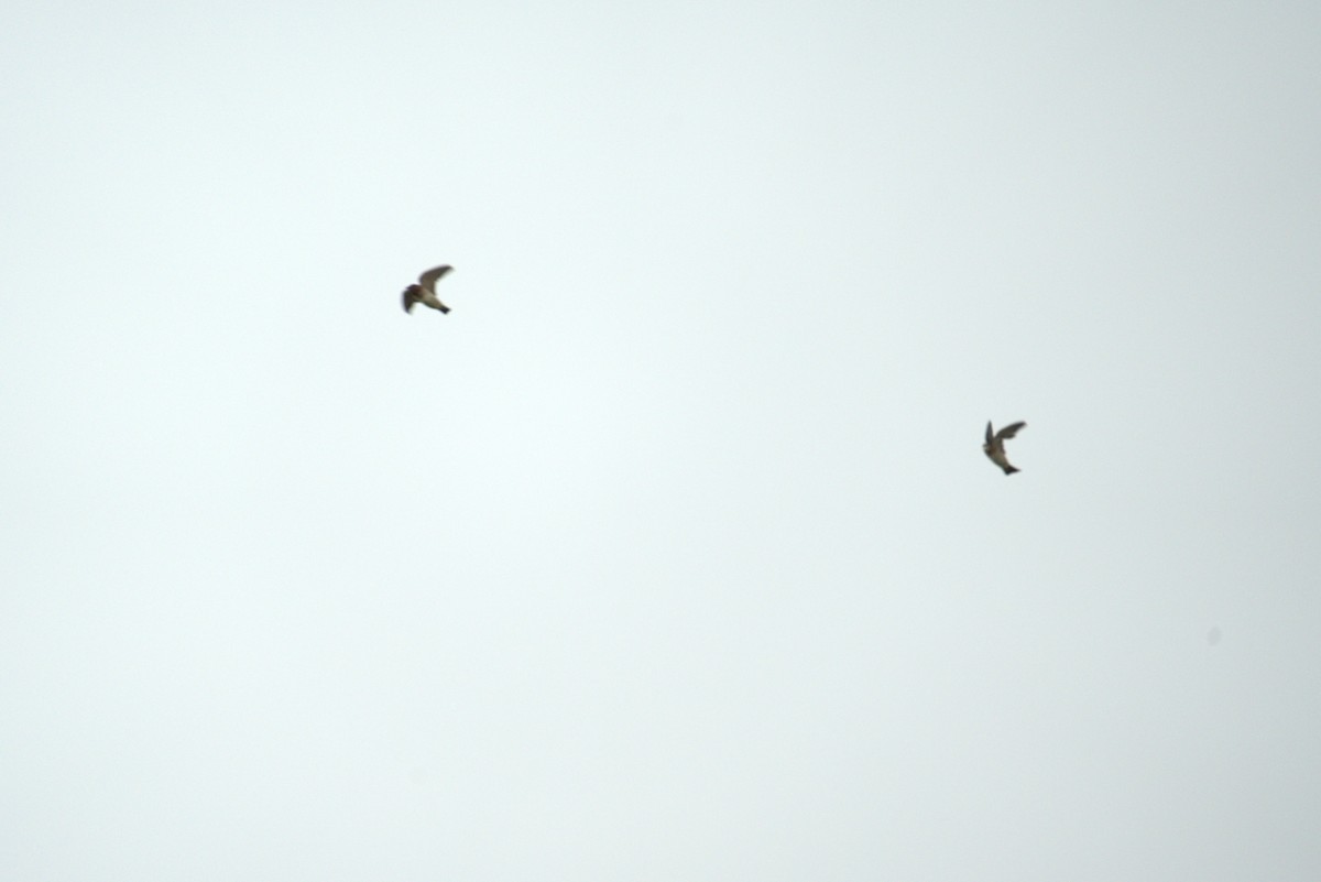 Cliff Swallow - ML641023031