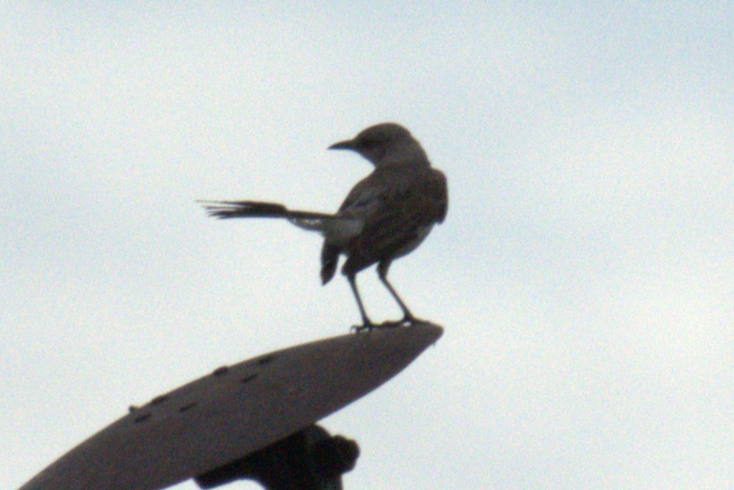 Northern Mockingbird - ML641023088
