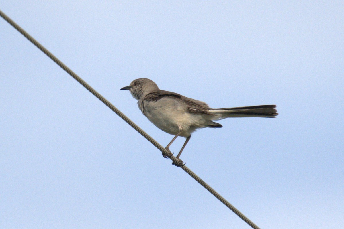 Northern Mockingbird - ML641023089