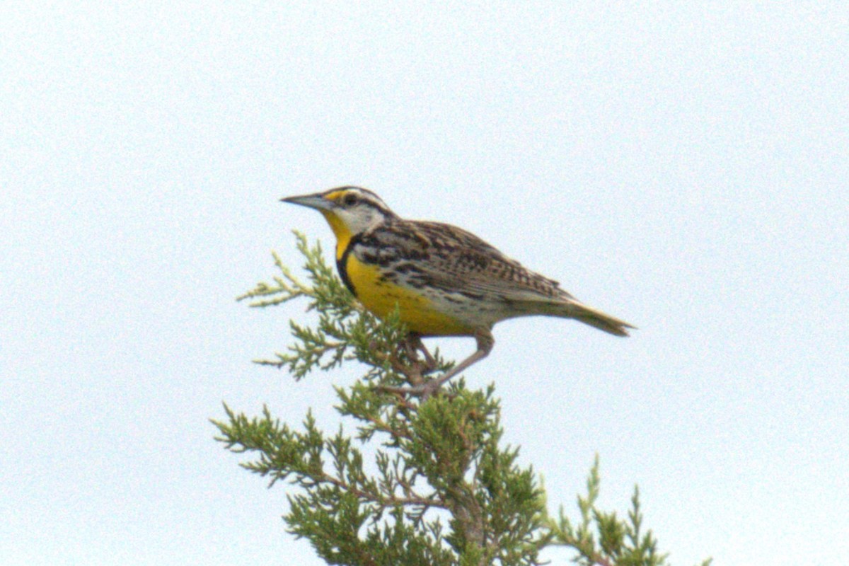 Eastern Meadowlark - ML641023118