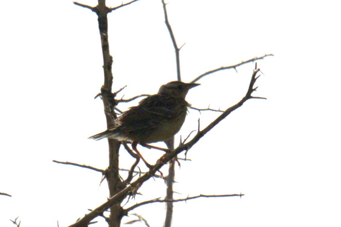 Eastern Meadowlark - ML641023119