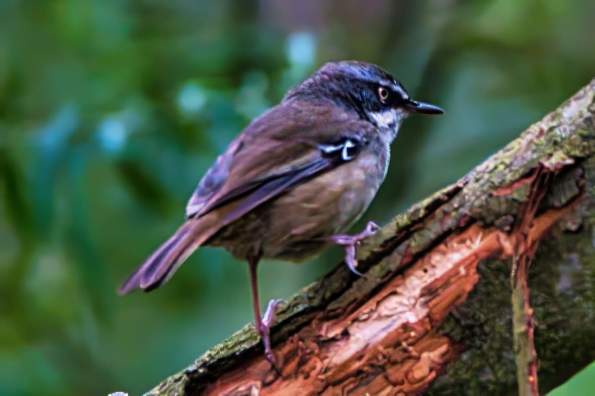 White-browed Scrubwren (White-browed) - ML641023126