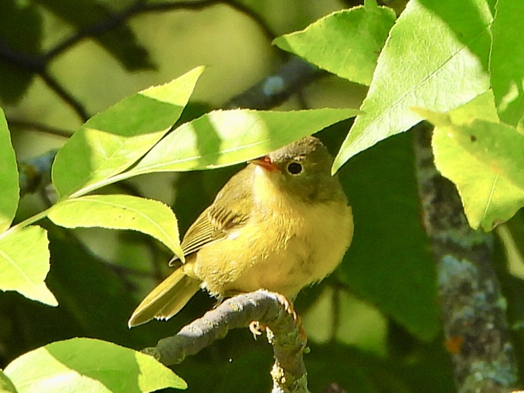 bjørkeparula - ML641023138