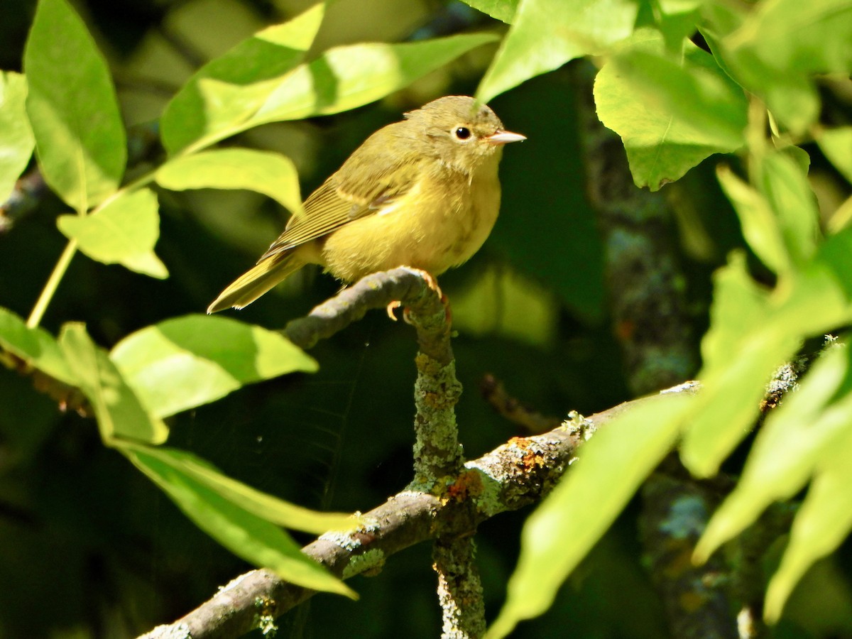 bjørkeparula - ML641023139