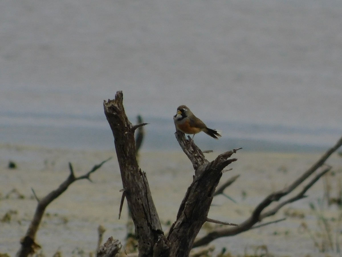 Many-colored Chaco Finch - ML641023216