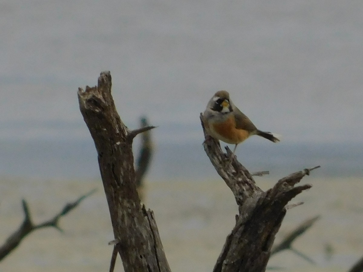 Many-colored Chaco Finch - ML641023217