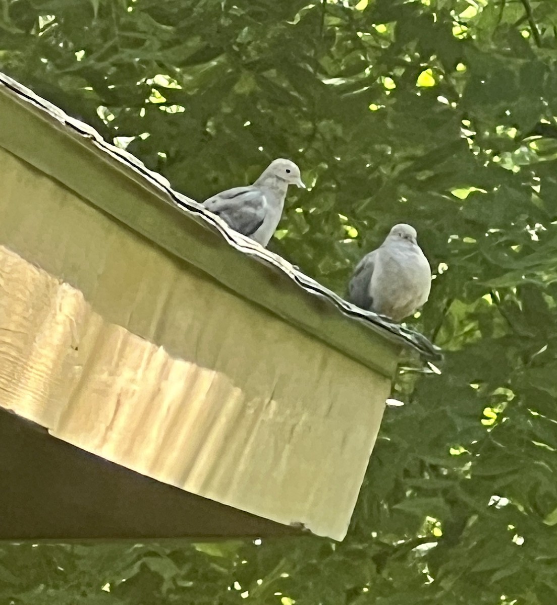 Mourning Dove - ML641023229