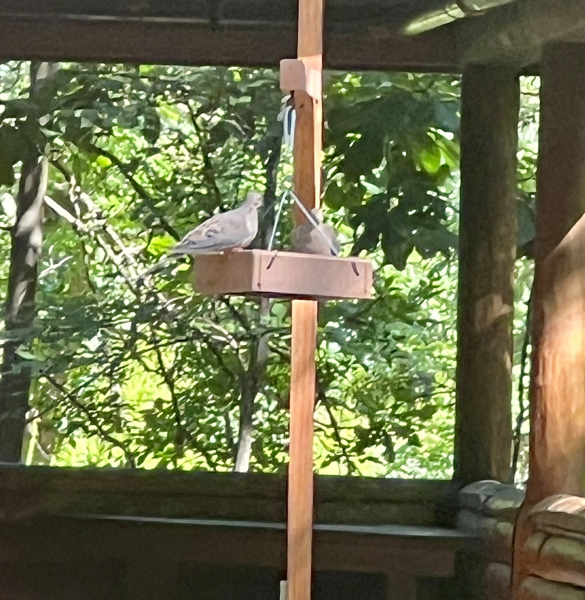 Mourning Dove - ML641023230