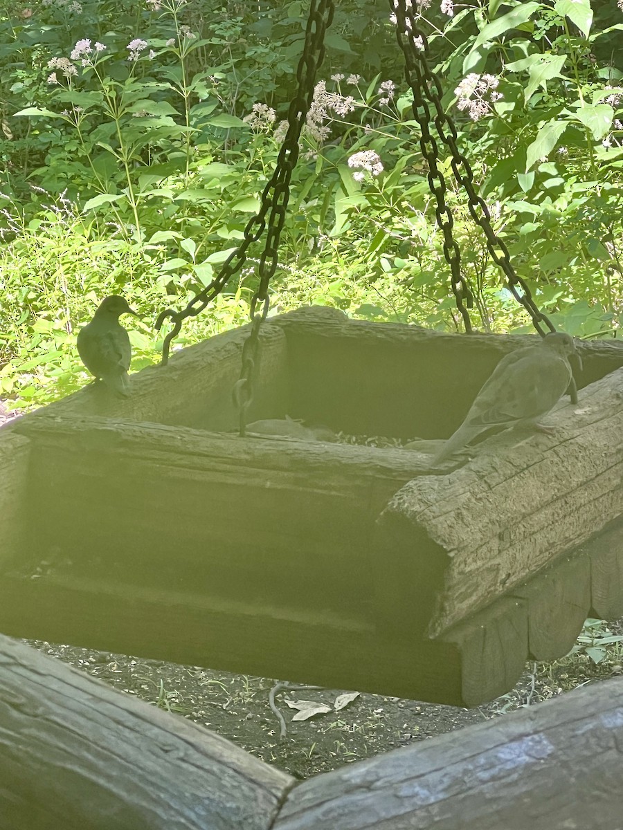 Mourning Dove - ML641023231