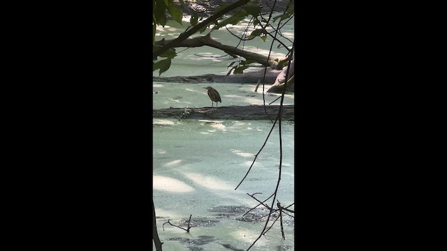 Green Heron - ML641023242