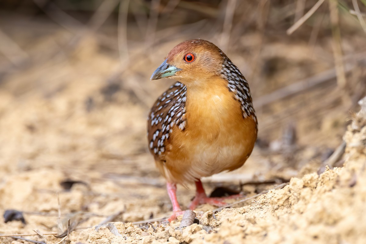 Ocellated Crake - ML641023286