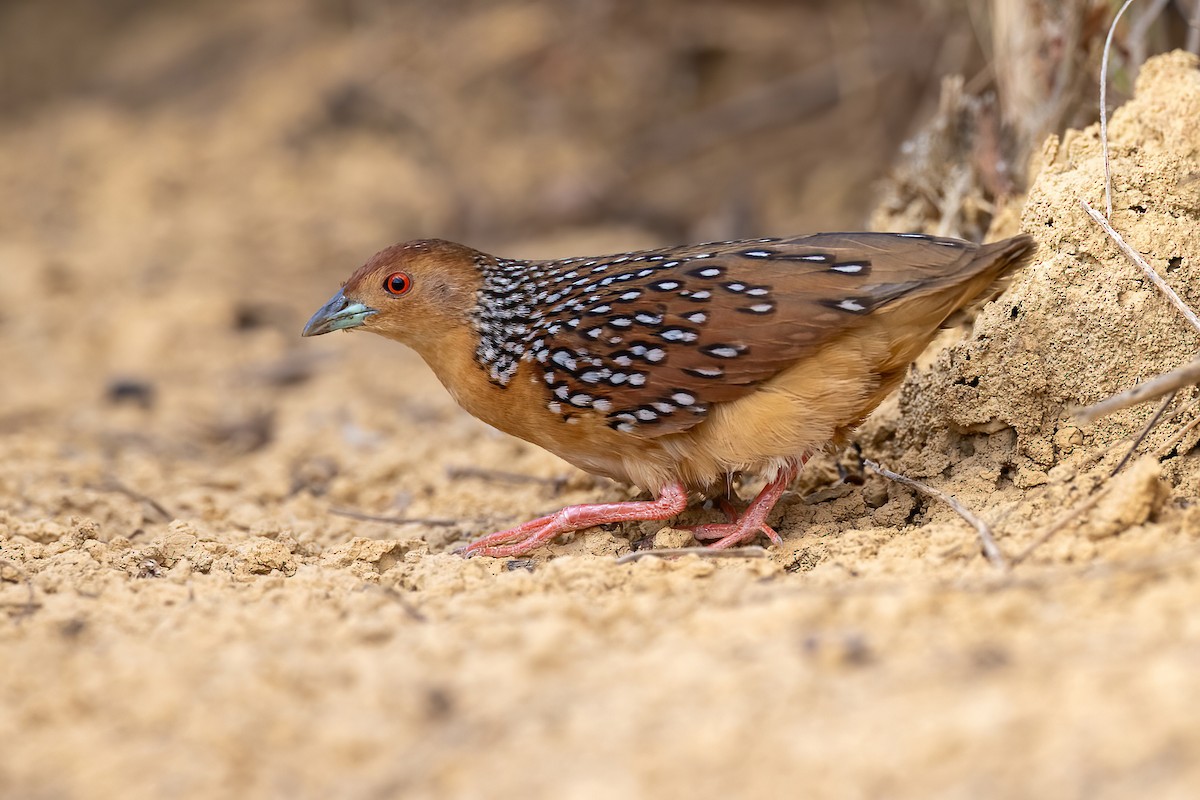 Ocellated Crake - ML641023287