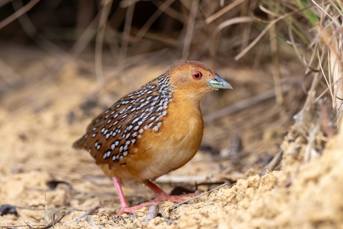 Ocellated Crake - ML641023288