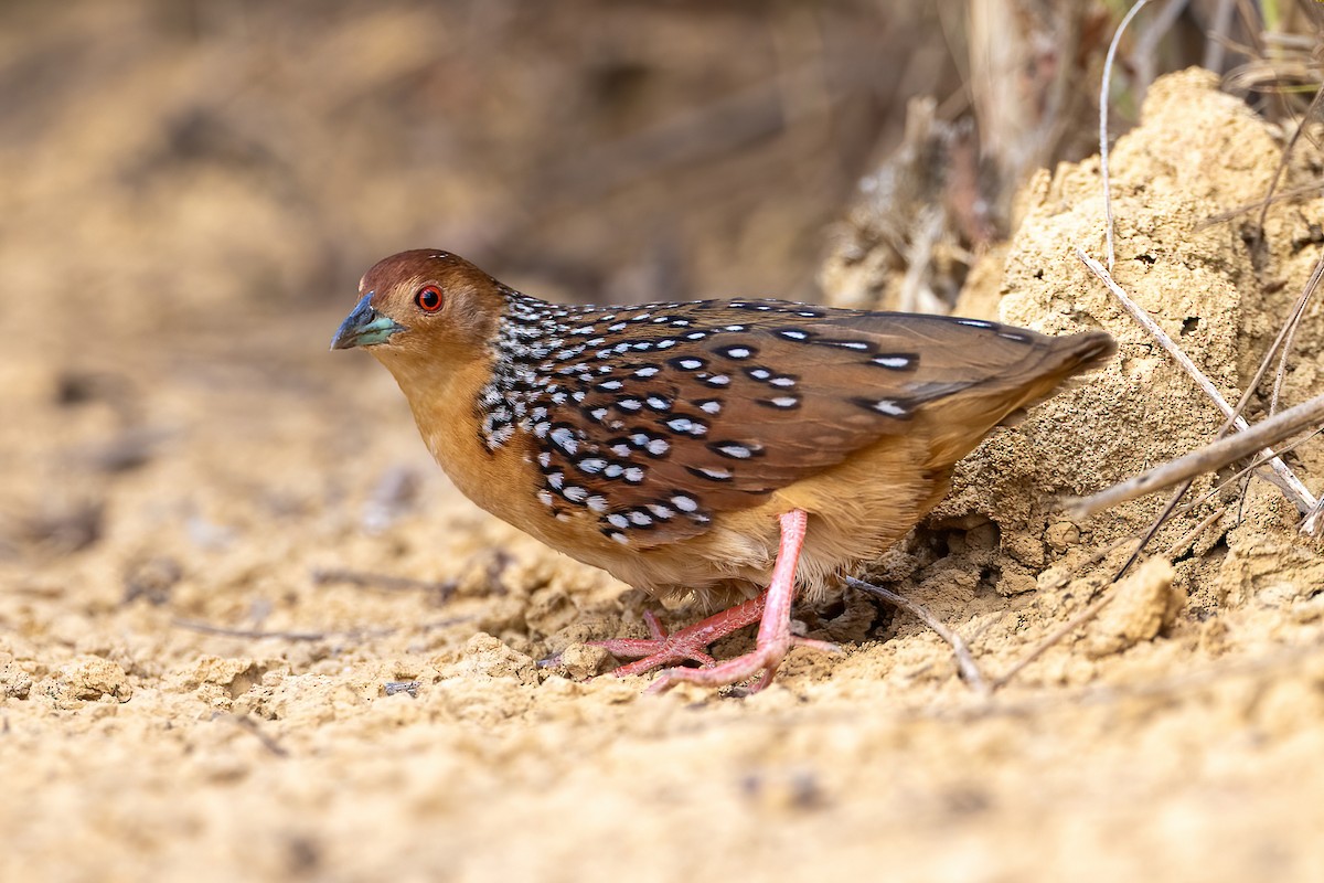 Ocellated Crake - ML641023289