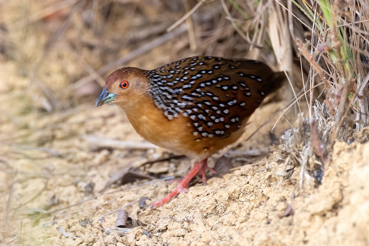 Ocellated Crake - ML641023290