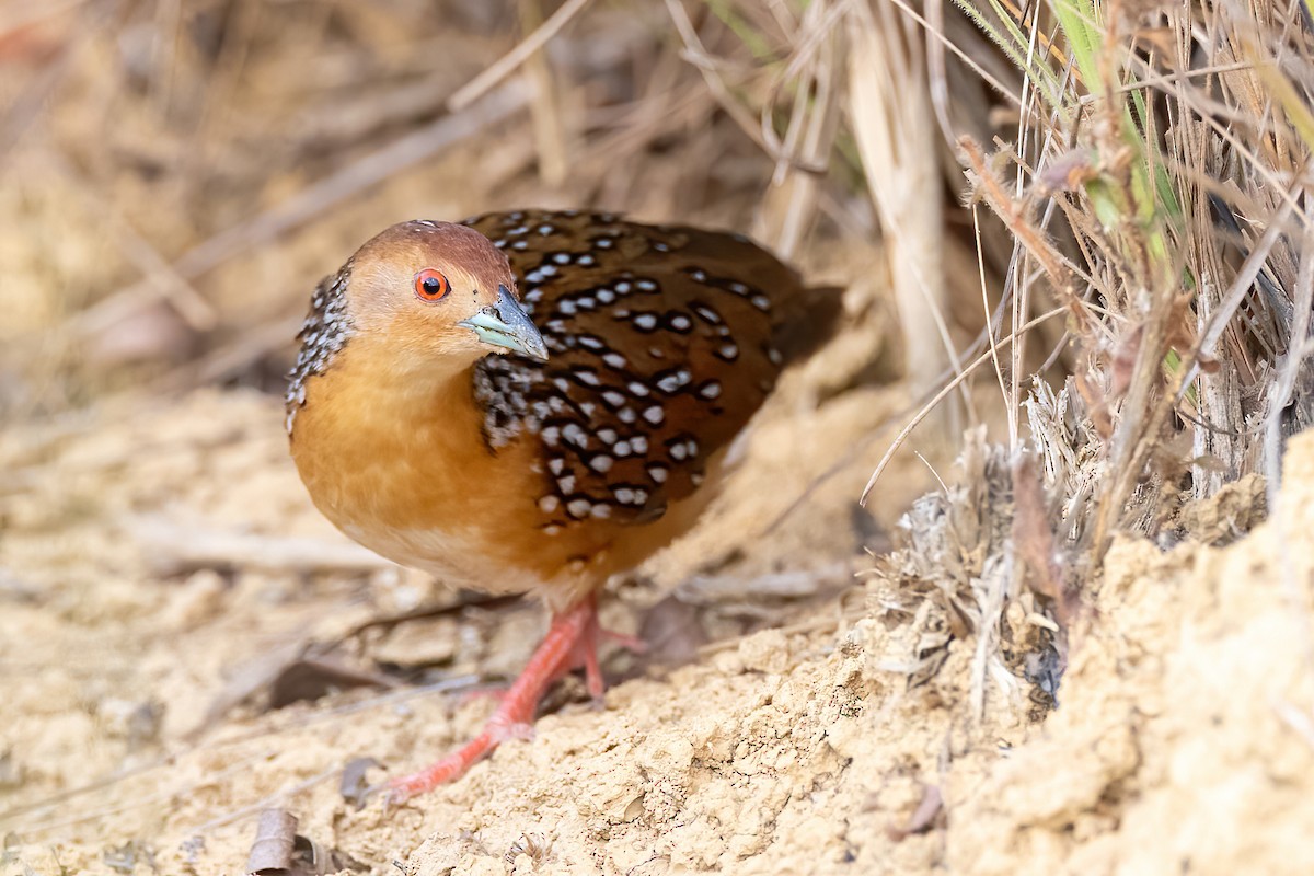 Ocellated Crake - ML641023291