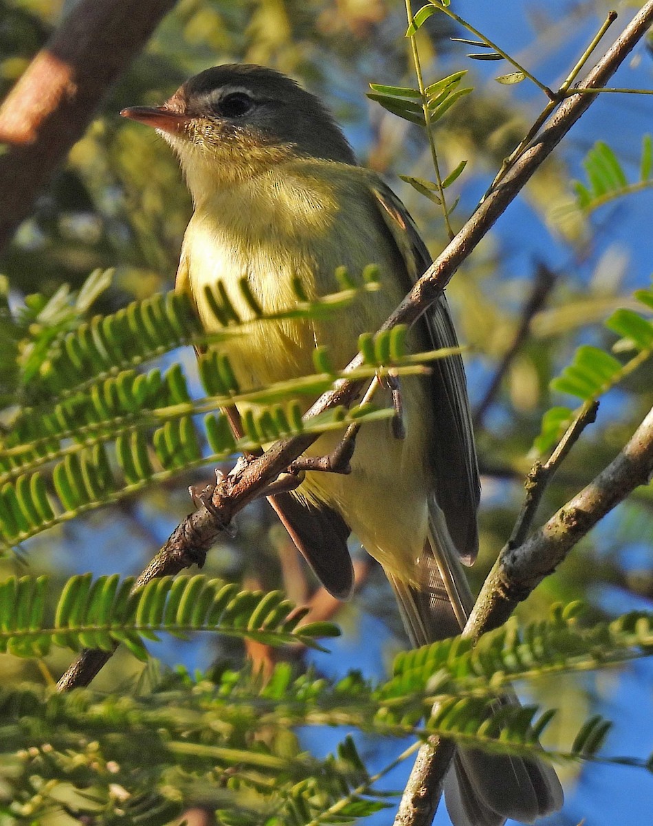 Greenish Tyrannulet - ML641023299
