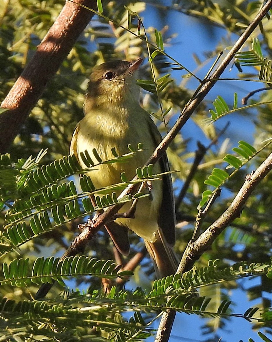 Greenish Tyrannulet - ML641023300