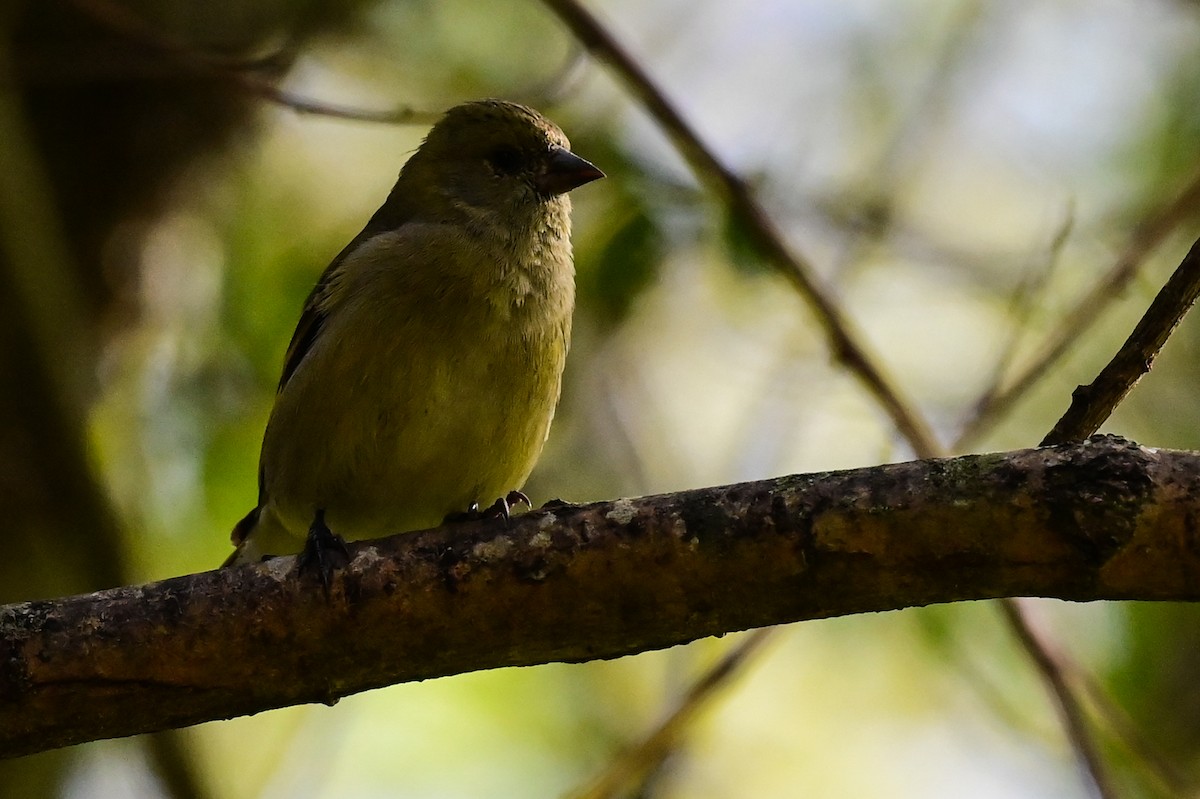 Hooded Siskin - ML641023313
