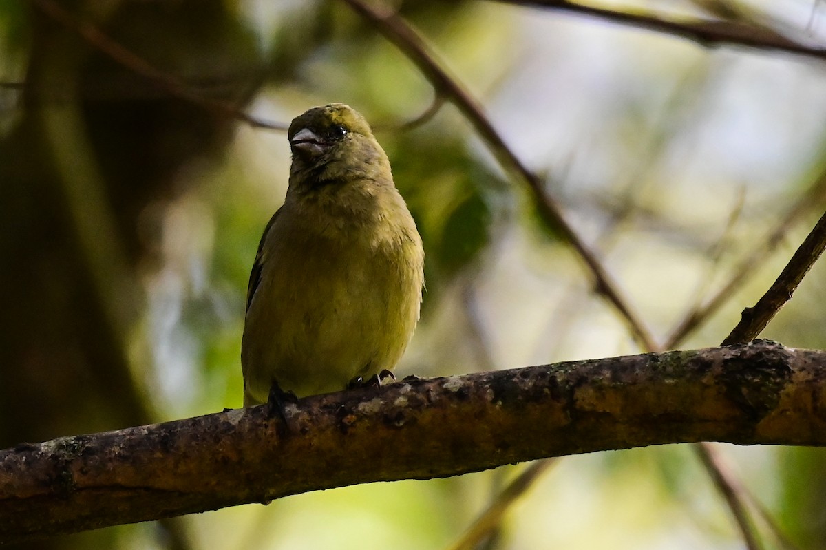 Hooded Siskin - ML641023314