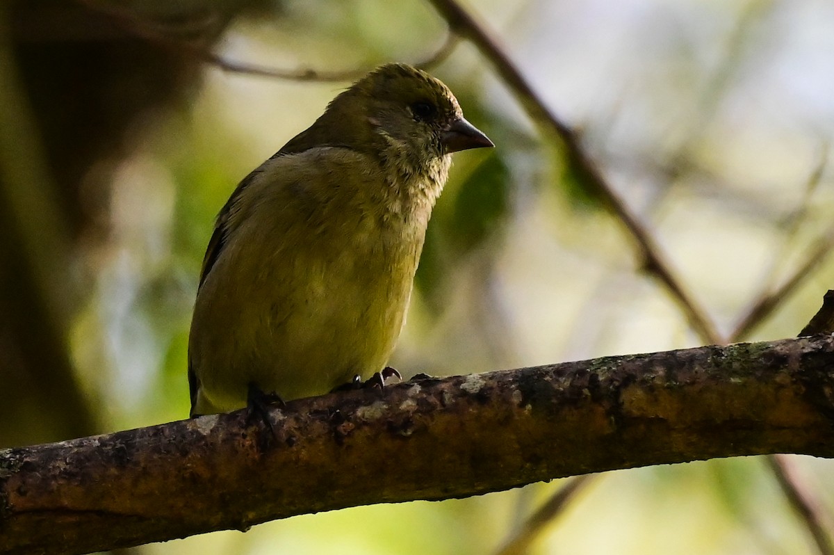 Hooded Siskin - ML641023315