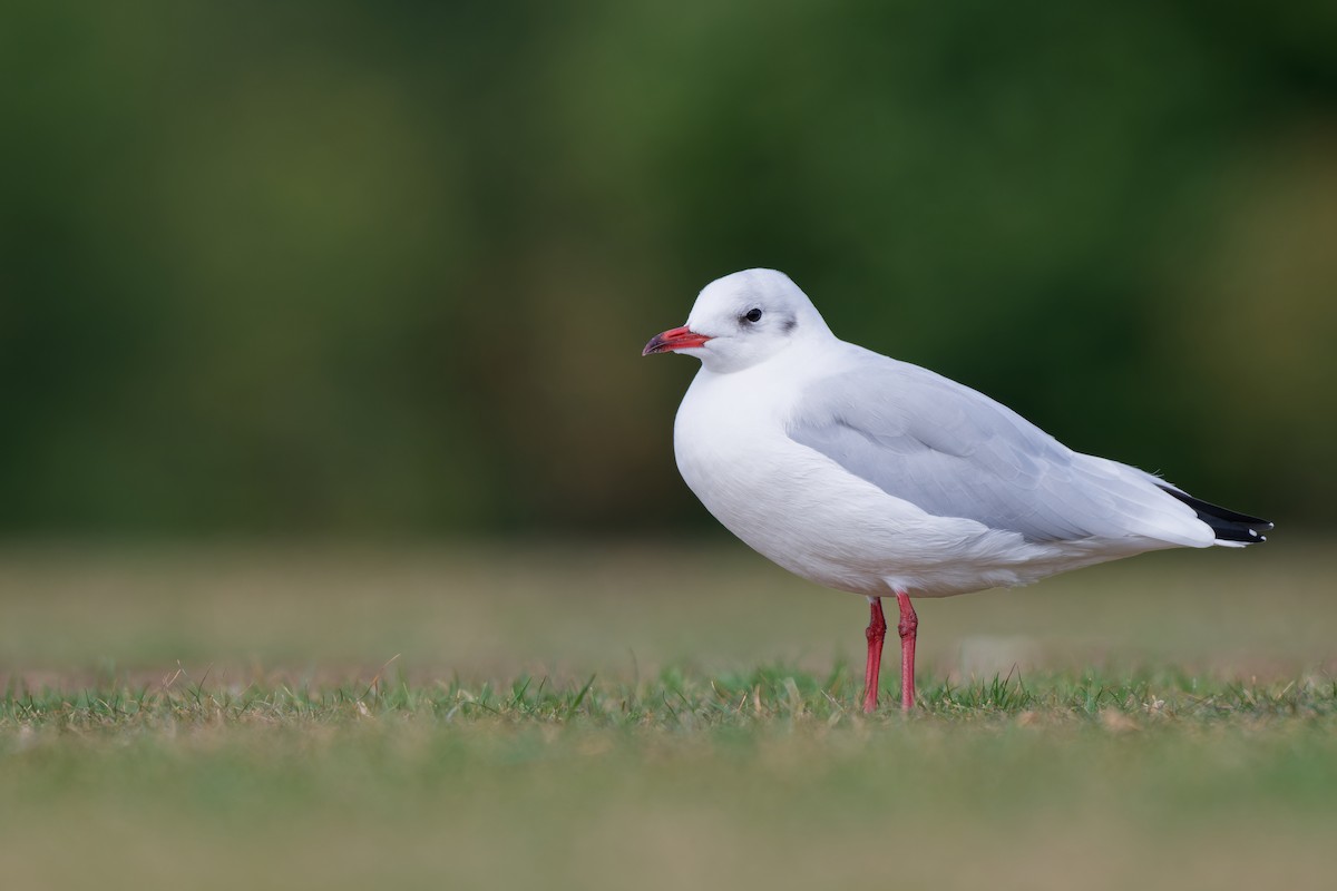 Black-headed Gull - ML641023340