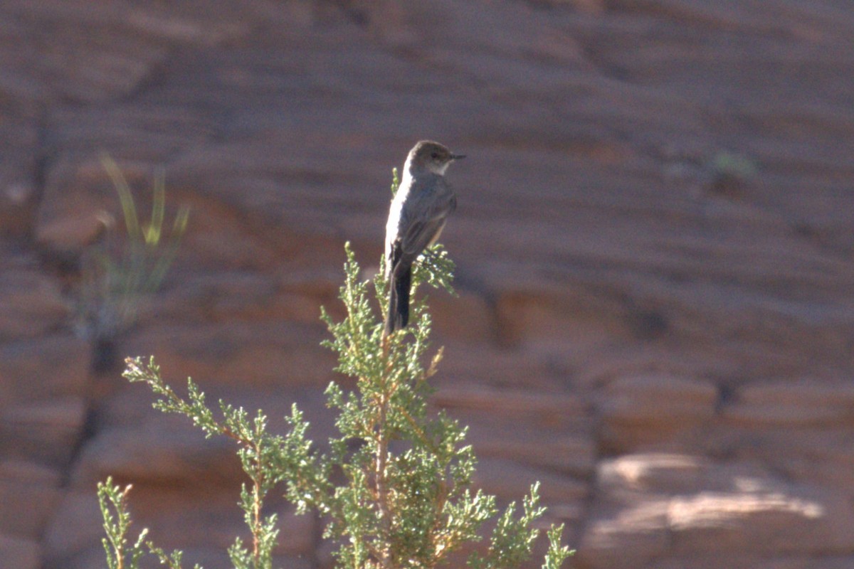 Say's Phoebe - ML641023369