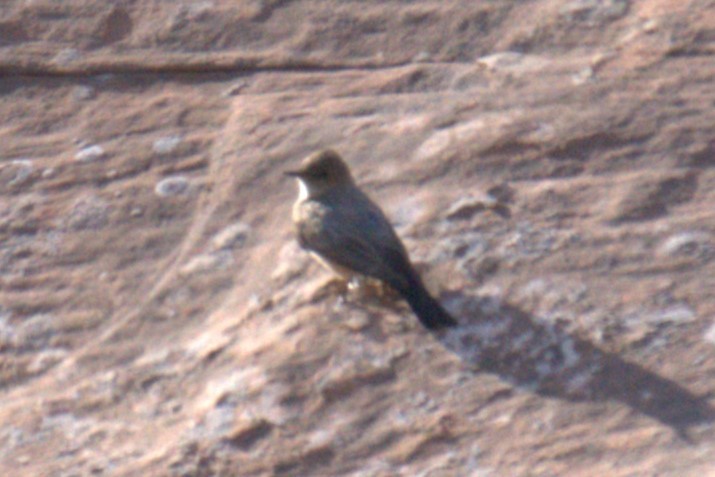 Say's Phoebe - ML641023370