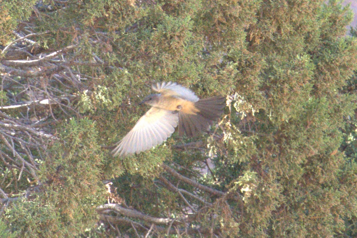 Say's Phoebe - ML641023371