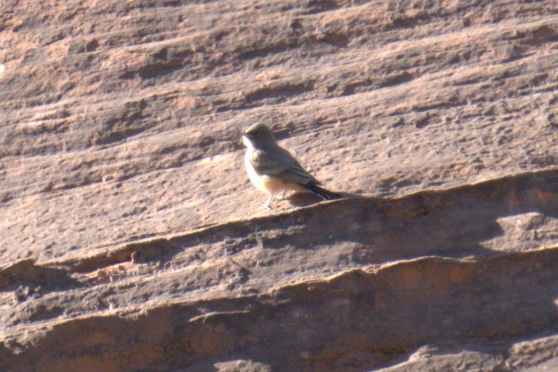 Say's Phoebe - ML641023372