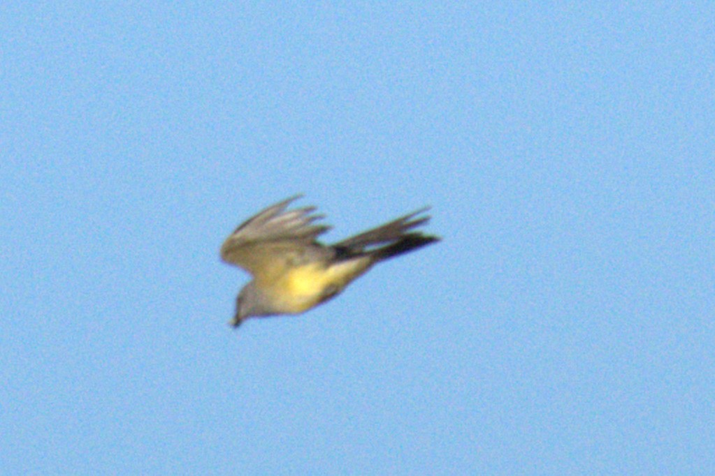 Cassin's Kingbird - ML641023386