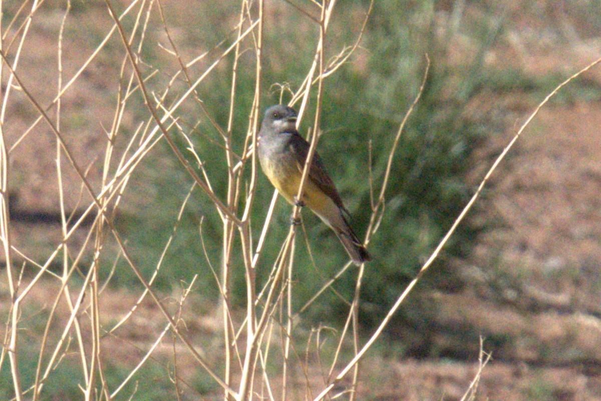 Cassin's Kingbird - ML641023387