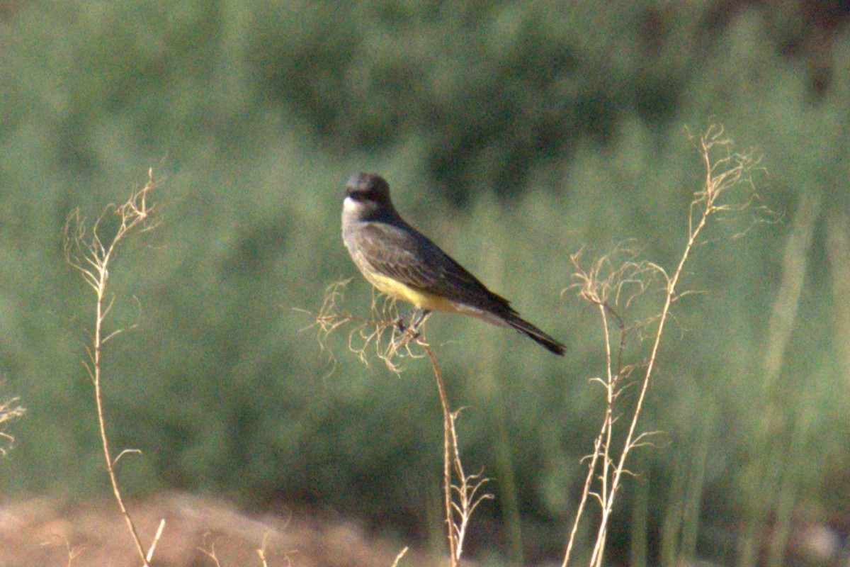 Cassin's Kingbird - ML641023389