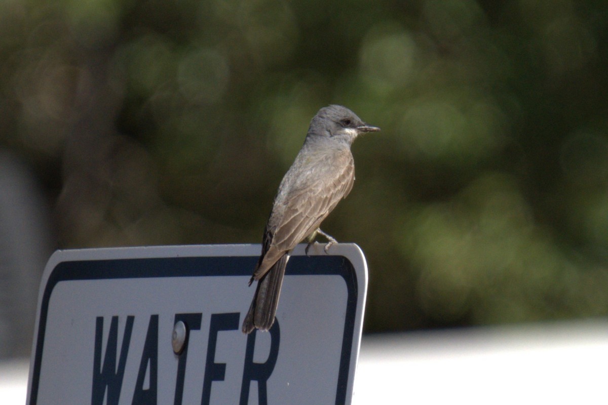 Cassin's Kingbird - ML641023390