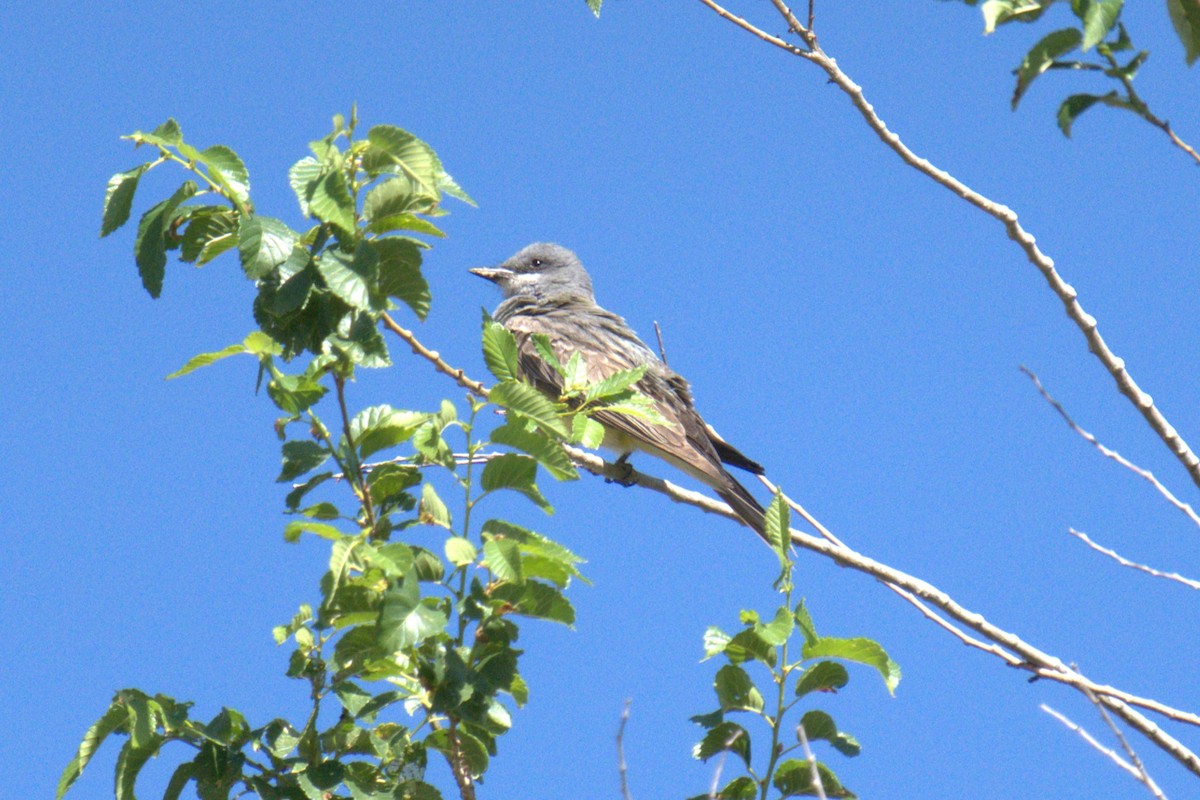 Cassin's Kingbird - ML641023391