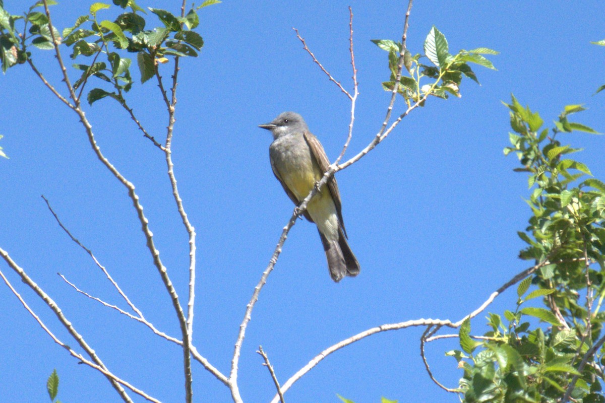 Cassin's Kingbird - ML641023392
