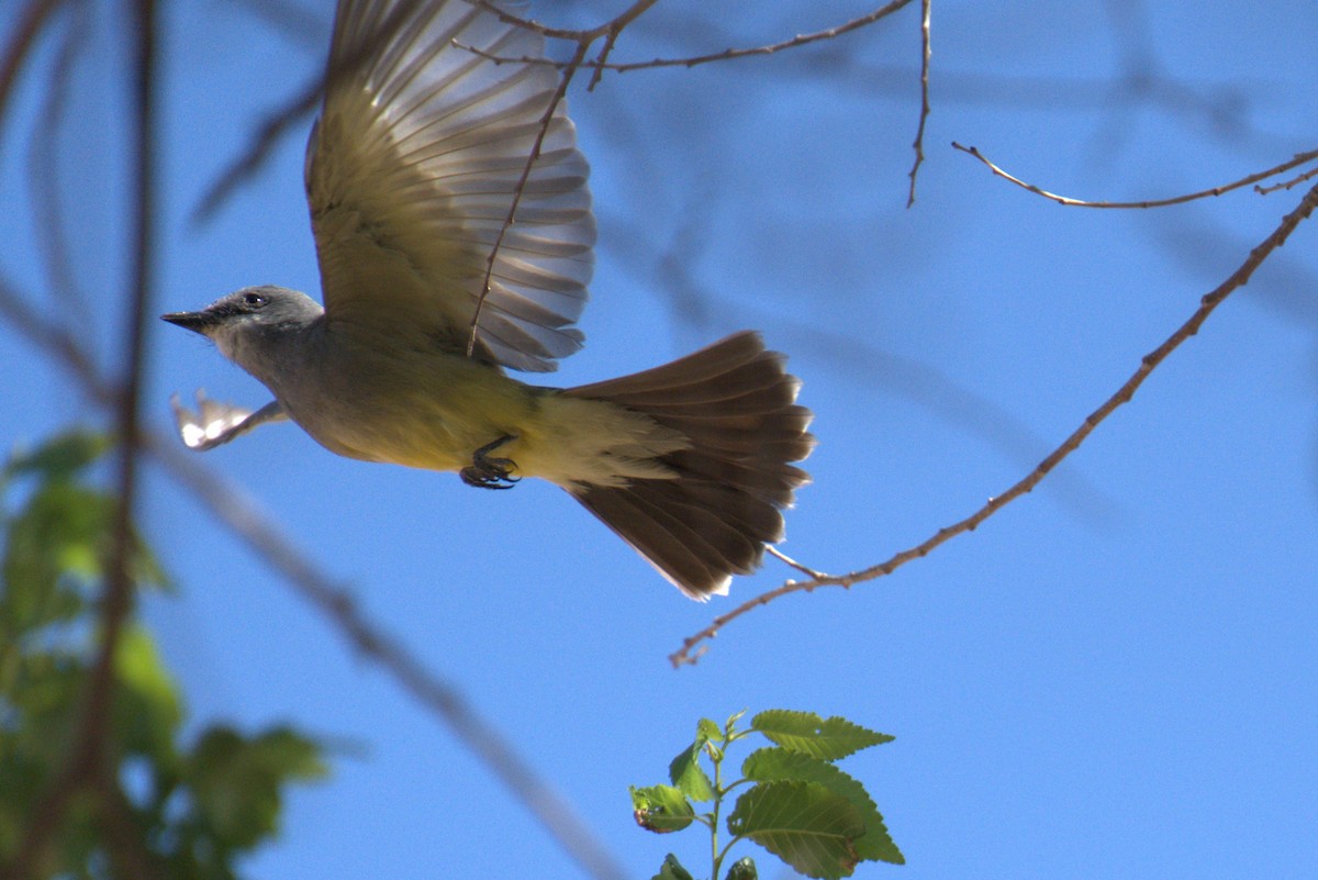Cassin's Kingbird - ML641023393