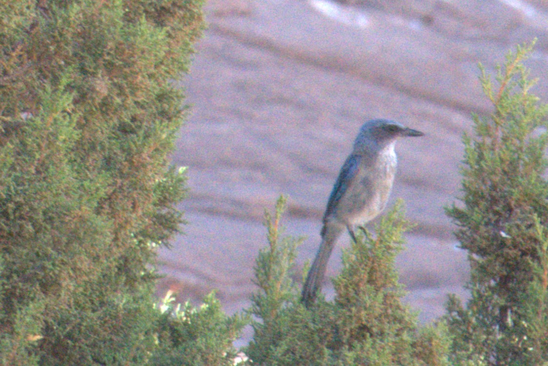 Woodhouse's Scrub-Jay - ML641023403