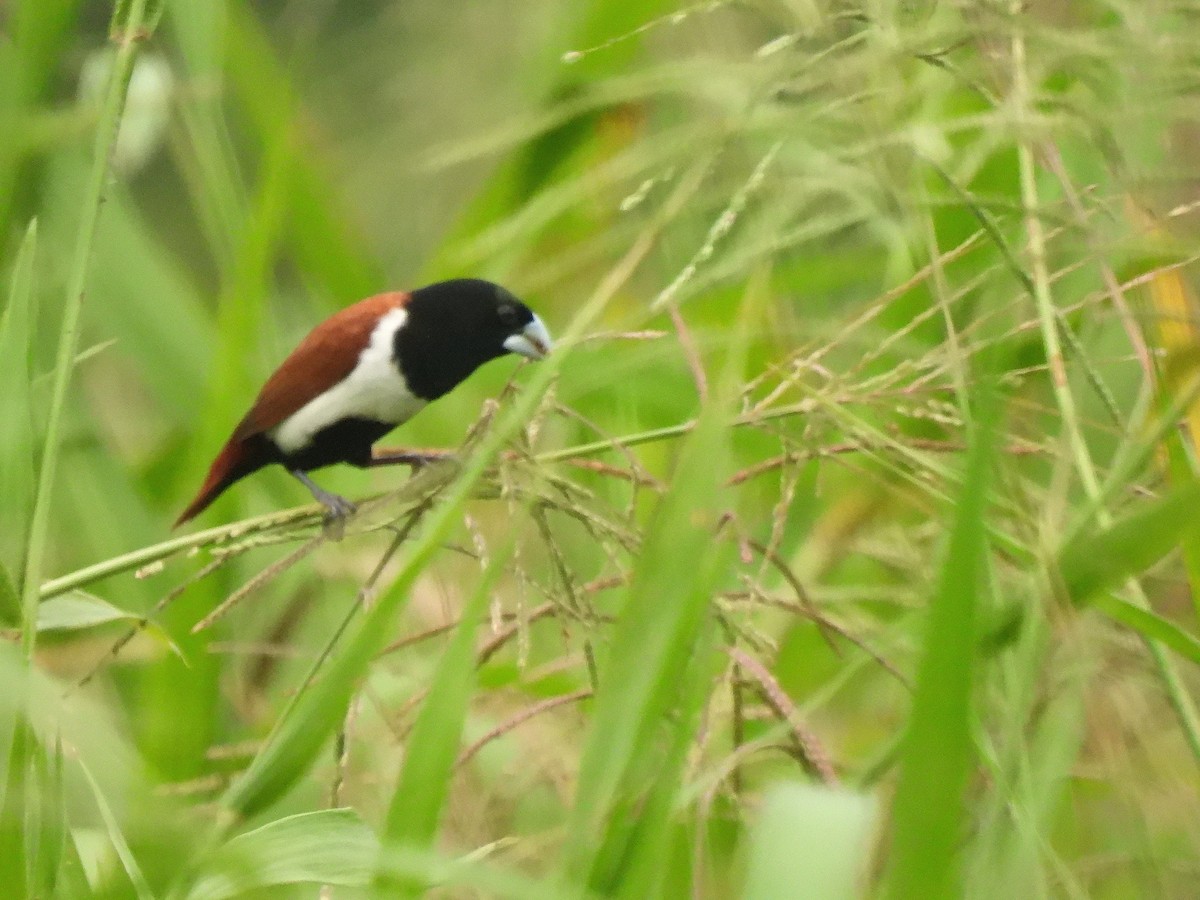 Tricolored Munia - ML641023409